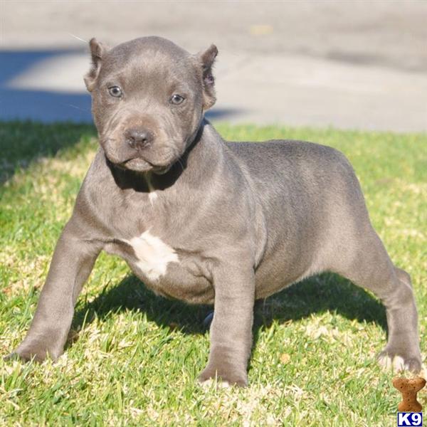 Puppies in CA